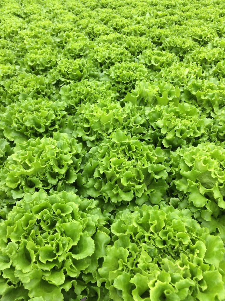 Gotham Greens lettuce from teeny tiny foodie