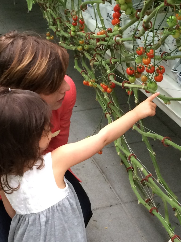 Gotham Greens Nicole teaching Eliana about their tomatoes from teeny tiny foodie