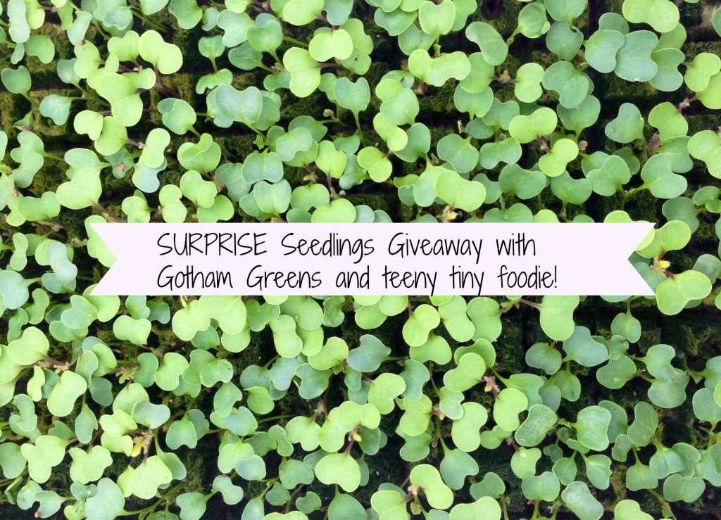 Seedlings Giveaway with Gotham Greens from teeny tiny foodie