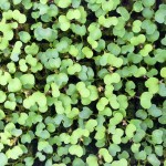 Baby Arugula Seedlings from Gotham Greens on teeny tiny foodie
