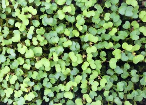 Baby Arugula Seedlings from Gotham Greens on teeny tiny foodie