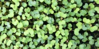 Baby Arugula Seedlings from Gotham Greens on teeny tiny foodie
